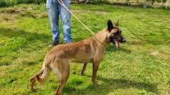 Malinois Belgian Shepherd Dog Adoption for sale